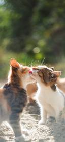 可爱猫咪壁纸-锐景创意