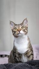 你为什么养猫？