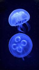 Beautiful Blue Jellyfish