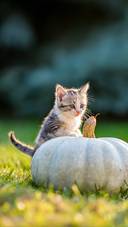 Cute Siblings Kittens Play and Sit around Pumpkins