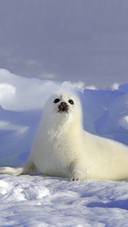 Cute Seal on Ice