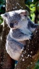 Cute koala-01