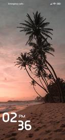 Cocunut Tree