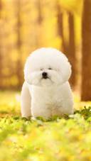 Understanding dog beauty and hairdressing