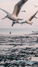 飞翔海鸥—锐景创意