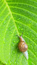 International-Snail
