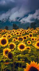 Sunflower Dream (26)