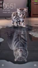 Cat and Tiger