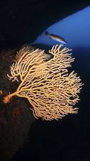 Coral Under Sea