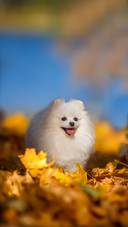 A Beautiful Pomeranian Lying on Autumn Leaves