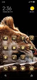 lion sleep