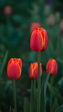 The best time to plant tulips 53
