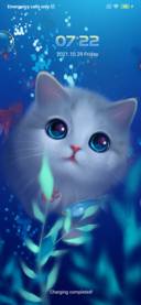 sea cat