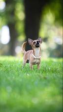 Dog120