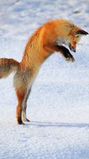 狐狸跳起寻食物