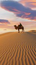 Camel Going through the Sand Dunes on Sunrise