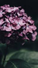 Roses and Lilacs (16)