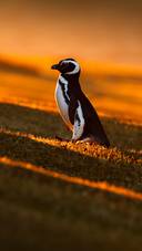 Cute Little Penguin Standing on The Grass