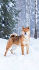A Shiba Inu Standing on The Snow