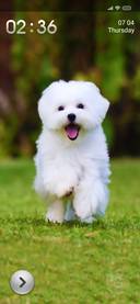 Cute Pup Tri