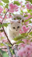 停不下来的“躲猫猫”
