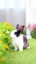 A Cute Rabbit Playing In Garden with Some Flowers