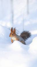 Charming Ordinary Red Squirrel Gnaws Nuts