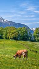 阿尔卑斯山与奶牛