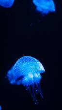 Jellyfish underwater