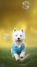 West Highland White Terrier Dog Play with Bubbles