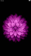 小桥落叶+紫色幽菊花（超级双锁屏+自由桌面）