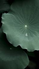 Dew Drops on the Lotus Leaf