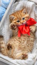 Lovely cat-01