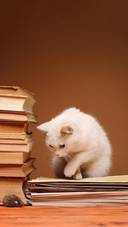 猫咪是学霸还是学渣