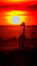 Giraffe in Beautiful Sunset
