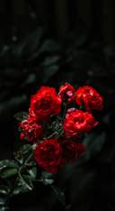 Red Roses (26)