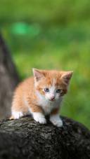 清新可爱小猫咪-锐景创意