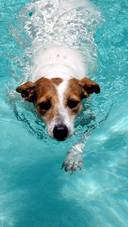 游泳的小狗-锐景创意