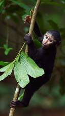 黑冠猕猴的生活习性