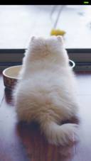 猫猫咪啊。