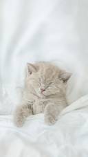 Cute Kitten Sleeps Under Blanket on a Bed
