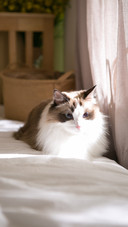 Ragdoll on the bed