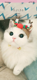 Lovely Kitty