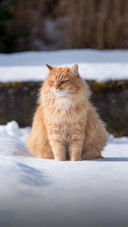 A Orange Cat Sitting on The Snow