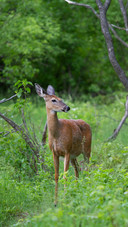 A Deer is Walking in The Forest