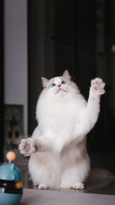 最伤布偶猫的饲养方式