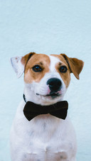 The gentleman dog-PAIXIN