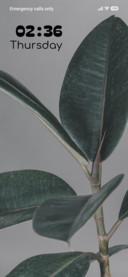 Green Focus