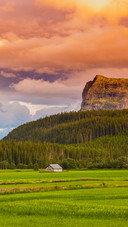 Green grass
