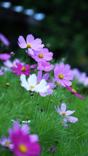The gosang flower of the himalayas